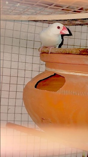 Java bird🐦 breeding setup set👍😍 #javabirds #birds #breeding #shortvideo #shorts #youtube