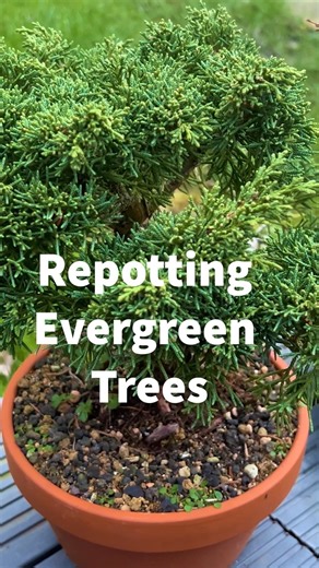 Repotting Evergreen Bonsai Trees