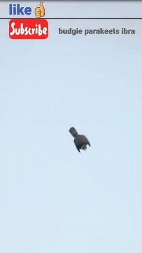 A slow motion Short of a peregrine falcon turning into a pounce at 300km/h speed