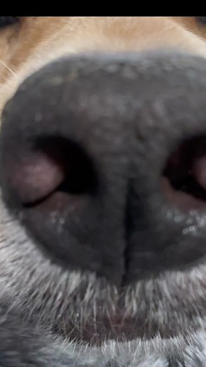 Delightful Boop Sound Effects for Sleepy Dogs
