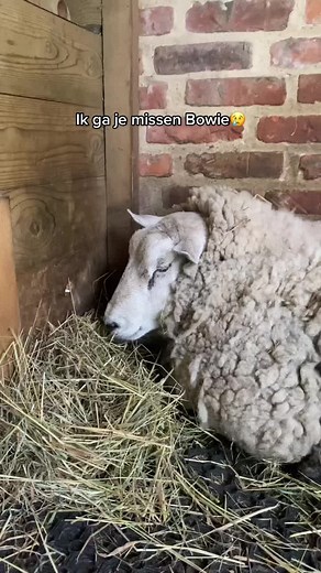Heartwarming Sheep Interactions and Grooming Moments