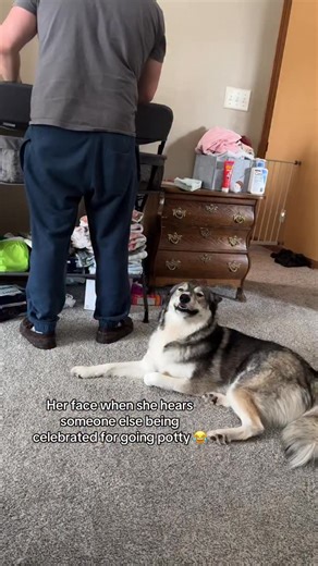 Stef Orsello ☀️ on Instagram: "😂🫶🏻 #lol #husky #dog #funny #storytime"