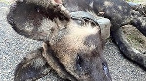 Snared Wild Dog Rescue Mission - Latest Wildlife Sightings