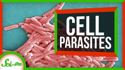 6 parasites that live inside cells