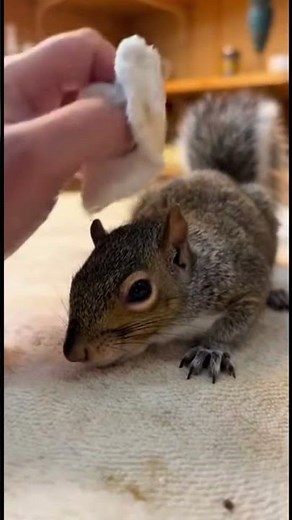 🐿️ EMOTIONAL SQUIRREL RESCUE STORY 😭❤️#animalrescue #shorts