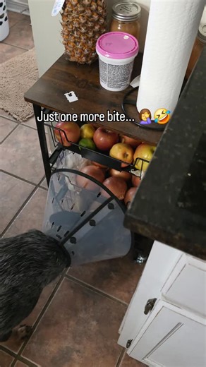 First day of neuter recovery... #bluey #dog #heeler #puppy #cattledog #australiancattledog #acd #cowdog #thehyenasacd #dogs #neuter #naughty #baddog #potatoes | The Hyena ACD