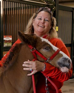 Make your holidays unforgettable! Visit Warm Springs Ranch for an extended tour season and meet the iconic Budweiser Clydesdales. ✨ | Warm Springs Ranch