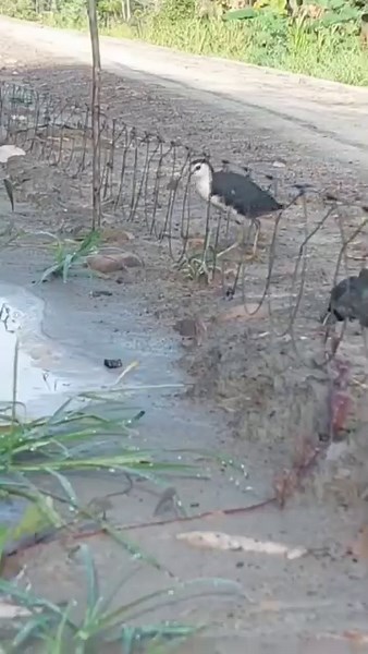Amazing Bird Traping.. #reelsvideo #reelsfb #trap #reelfacebook #traptool #birds #reelsfypシ #traphouse #reelsfypシ2023 #snake | Anymouse