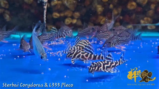 Sterbai Corydoras & L333 King Tiger Pleco. 金珍珠鼠和 L333 帝王迷宫琵琶。 #corydoras #pleco #sterbaicorydoras #l333pleco #xianlong | Xian Long Aquatic