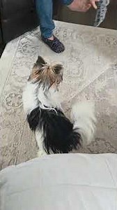 Oslo the Biewer Terrier vs Goliath the Maincoone