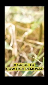 Senior Agricultural Assistant, Mark Chandler, demonstrates how to safely remove cow itch. #ministryofagriculture #agriculture | Barbados Government Information Service