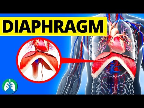 Diaphragm (Medical Definition) | Quick Explainer Video