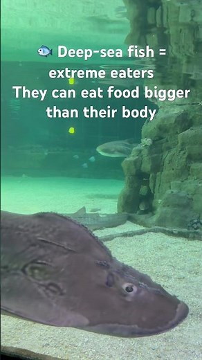 🐟 Deep-Sea Fish Can Eat HUGE Prey?! | Crazy Ocean Fact 🤯
