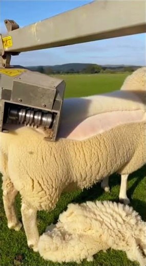 Full-Process Mechanical Shearing