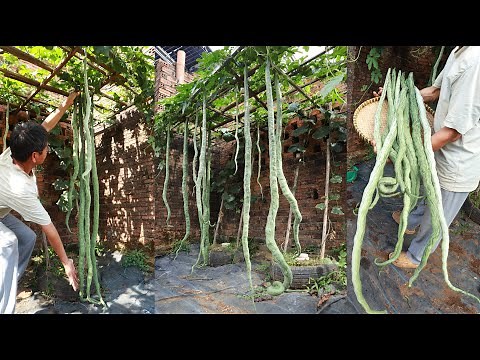Try growing snake gourd at home - Super long fruit - Delicious