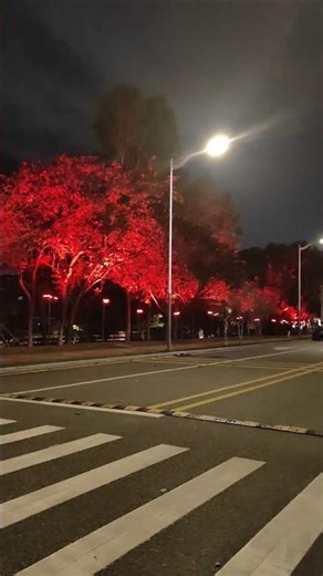 magnifique spectacle de lumières #viral #2025