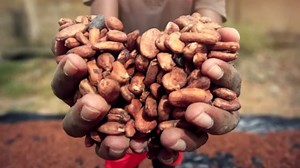 Chocolate’s Heart of Darkness: Child Labour in Ivory Coast