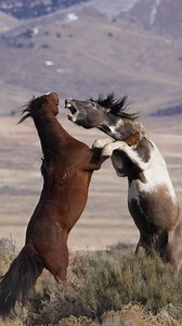 Wild horses fighting Wincent OKUZa #nature #wildlife #horse | HAWI Studios
