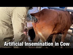 Artificial Insemination in a Cow || | Procedure & Tips