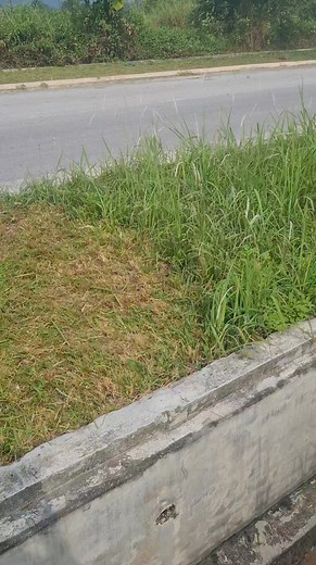 3.3K views · 12 reactions | Grass Cutting ASMR Experience#grasscutting, #asmr, #satisfying, #lawncare, #oddlysatisfying | Grass cutting | Facebook