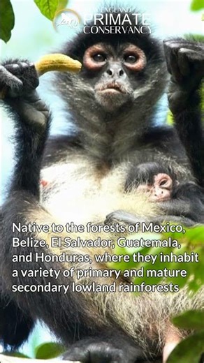Mexican Spider Monkeys in 34 seconds—Brilliantly swing through their habitats