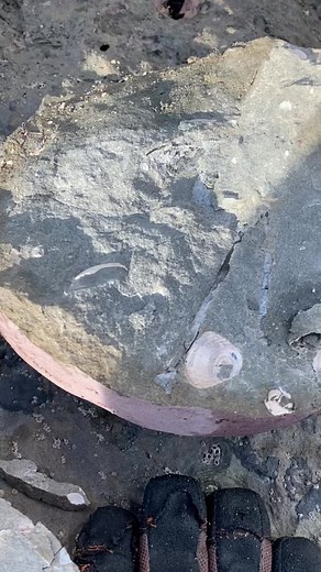 68K views · 1.1K reactions | From start to finish! Come check out the journey these bird bones have undergone from me finding the rock, to exposing everything inside. Stay tuned for more fossil preparation and adventure videos! #fossil #fossils #newzealand #beach #beachlife #bird #birdwatching #gem #dinosaur | Get Your Rocks Off | Facebook