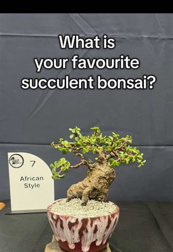 I am writing a short research paper, so any and all input would be appreciated! I want to know what your favourite succulent Bonsai is, and I encourage you to add succulent species that I did not mention in this video! If possible, please provide a picture, or tell me why you like the species! . . . . . . . . . . . . . . . . . . . . . . . . . . . . . . . . . . . . . . . . . . . . . . . . . . . . . . . . . . . . . . . . . . . . . . . . . . . . . . . . . . . . . . . . . . . . . . . . . . . . ##Pla