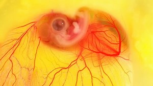 Quail Embryo On 5 Day Developmental Stock Footage Video (100% Royalty-free) 1021286836 | Shutterstock