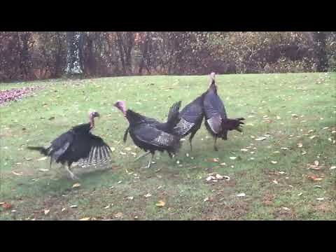 Wild Turkey Fight
