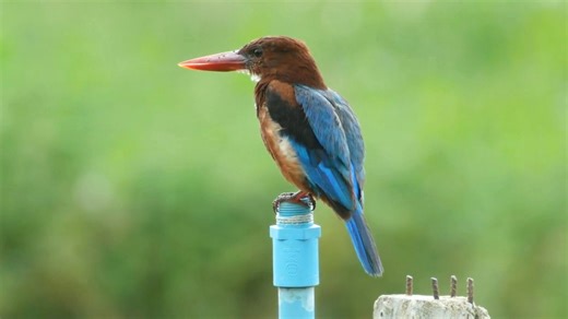12K views · 991 reactions | White-throated Kingfisher (Halcyon...