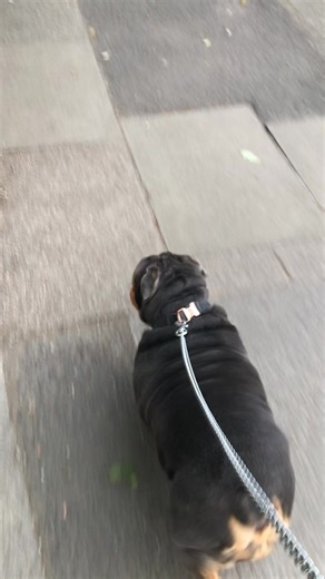 Local deliveries mean extra walks for the bully 🐶🍋💥💛 #honestyshots | The Little Plant Pot MCR