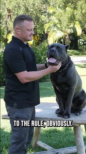 How Big Can a Cane Corso Get?