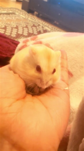 Chilling with My Dwarf Hamster: A Cute Pet Moment