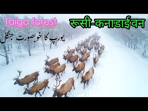 Life in the Taiga Forest | Wolves, Owls, Squirrels & Survival in the Frozen Wilderness"