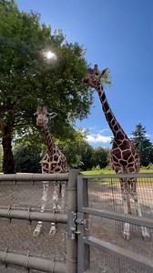 SEATTLE ZOO 🦒 See you tonight!!! @woodlandparkzoo | The Dead South