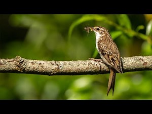 Springwatch Wildlife Live Cameras 🦊🐝 | BBC Earth