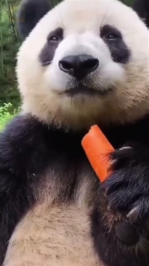 The Giant Panda 😱