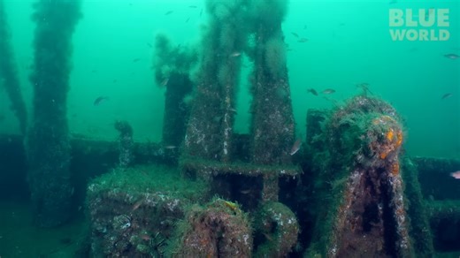 A storm snapped this ship in half - inside the wreck lurked a venomous creature