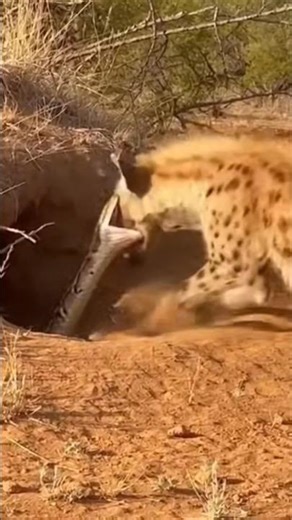 Gaint python attack on Hyena face 😈 #wildlife #wildlifebattle #hyena #pythan