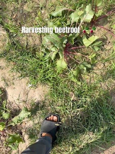 Harvesting fresh and organic beetroot from my kitchen garden