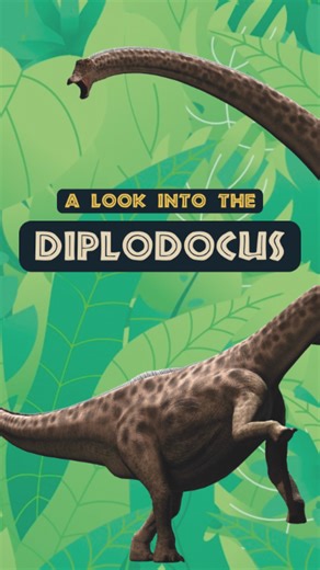🌿 Meet the Diplodocus: a giant herbivore from the past! 🌱 Learn more at our exhibit: bit.ly/DinosAliveImmersive ✨ | Dinos Alive Exhibition
