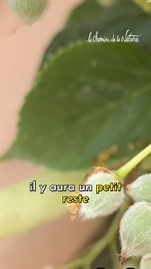 🌼 Les tilleuls (Tilia sp.) sont en fleurs ! Profitez de la saison pour cueillir les fleurs et préparer vos infusions, limonades, sirops pour l’année.🍹 Le tilleul est bien connu pour ses vertus médicinales : il aide à dormir, calme l’anxiété et les irritations des bronches et de la peau… 🍵 Bonne cueillette ! 👉 Ne tardez plus à en découvrir plus sur les plantes sauvages, comestibles et médicinales, grâce à nos formations en ligne :https://www.lechemindelanature.com/3-formations-en-ligne | Le C