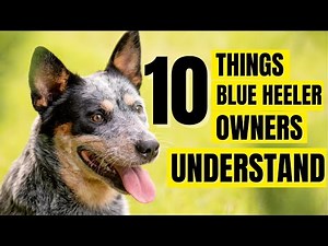 10 Things Only Blue Heeler Owners Understand