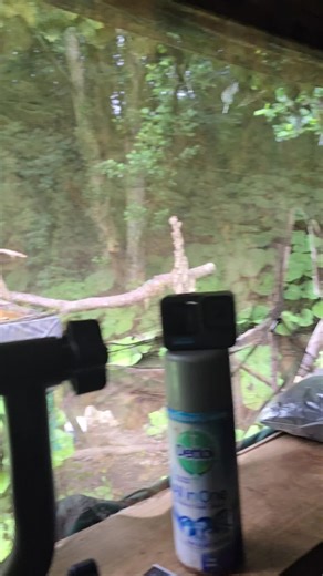 First KINGFISHER Encounter: Wildlife Photography