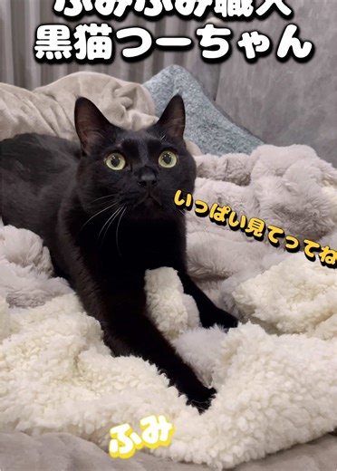 ふみふみ職人黒猫のつーちゃん #黒猫 #猫 #cat #かわいい #ふみふみ