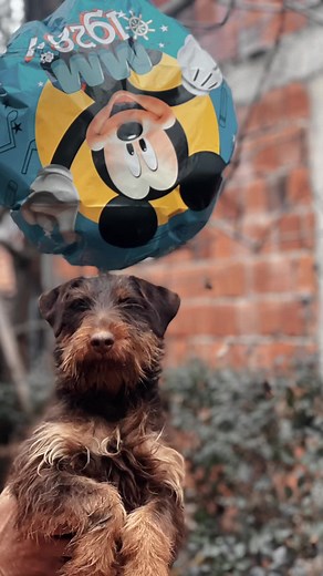 #jagd #jagdterrier #germanhuntingterrier #terrier #nemackilovniterijer #nlt #hunt #hunter #ягдтерьер #terriersoftiktok #wildboar #fox #badger #puppylove