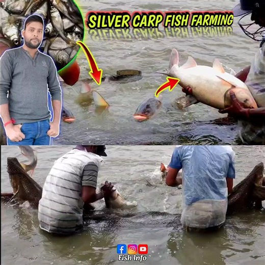 26K views · 465 reactions | best silver carp fish farming method | big head fish farming | how to growth my fish #fishinfo #fish | Fish Info | Facebook
