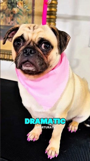 Pugs are the MOST dramatic dogs!