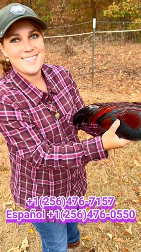 Asil Stag | Boneyard farm