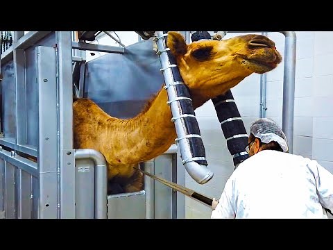 Modern Camel Meat Processing Factory 🐪 - Camel Farming Technology Produces Meat and Milk 🐫